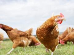 Украина рекордно увеличила экспорт мяса птицы