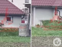 На Прикарпатье заметили странное животное: кадры  возродили  слухи о  чупакабре .