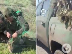 Украинские пограничники спасли косулю, которая запуталась в антидроновой сетке.