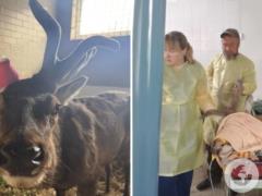  Пошли на риск ради спасения жизни : знаменитому оленю Борису удалили рог.