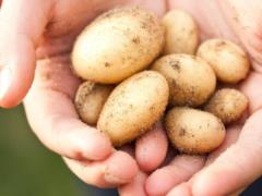 Картофель не будет портиться неделями: в чем ее лучше всего хранить
