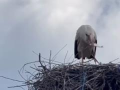 На Винниччине люди подкармливают аиста в гнезже