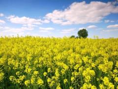 Holidays May 28, 2026: facts and signs