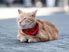 Как быстро охладить кота во время жары: четыре действенных и безопасных способа