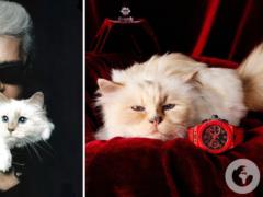Кошка Карла Лагерфельда, на которую модельер переписал свое наследство, не получила ни копейки: почему дело передали в суд
