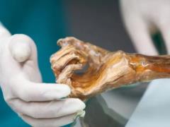 Из дрожжей 5000-летней мумии испекли хлеб: теперь ученые хотят сварить пиво