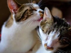 Что на самом деле  думают  коты, когда вы их целуете и обнимаете: неожиданный ответ