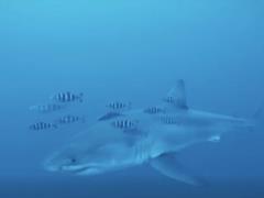 Большую белую акулу впервые сняли на видео под водой в Средиземном море