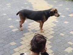 Нашли через пять лет: в Польше собака вернулась к семье