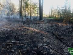 В Житомирской области российские дроны вызвали пять лесных пожаров