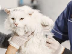 Как понять, что у кота тепловой удар: основные признаки