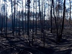 В Чернобыльской зоне локализовали все очаги возгорания