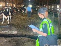Исчезли десятки коров: директора госпредприятия подозревают в убытках