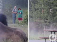 В США бизон напал на туристов, которые его фотографировали: один мужчина был госпитализирован.