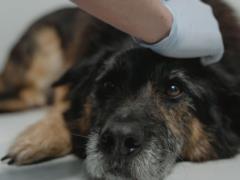 Нужно срочно обратиться к ветеринару: названо самое опасное состояние у собаки
