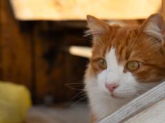 Уберите эти пять предметов из дома, если у вас есть кошка: они токсичны