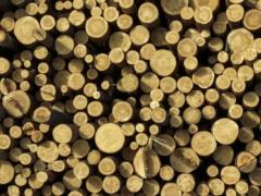 Правительство рассмотрит вопрос о продлении моратория на экспорт леса-кругляка