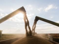 Украина почти завершила уборку пшеницы и приступила к уборке подсолнечника: каковы результаты