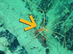 В океане обнаружили существо, которое ездит верхом на морских пауках