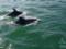 Дельфіни облюбували морські води нацпарку Тузловські лимани в Одеській області