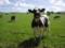 На Хмельниччині на території ферми виявили трупи 88 корів