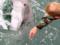 Морські зайці-вбивці поповнять підводний спецназ РФ: соцмережі в істериці. Фотофакт