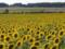 Sunflower oil production increased by a quarter