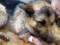До слез: украинцев растрогал пес, спасший жизни бойцов АТО