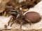 Poisonous spiders appeared in the Dnieper