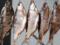 В Киеве запретили продажу вяленой рыбы