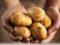 Імпорт картоплі в Україні в 5 разів перевищує експорт