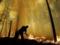 Exceptional fire danger is expected in some regions of Ukraine