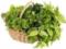 The effect of phytocomplexes on human health