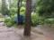 Негода повалила 12 дерев в Одесі
