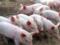 В Україні через АЧС збитки свинарства склали 200 мільйонів гривень