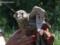 Молодих соколят, яких знайшли на «Сьомому кілометрі», випустили на волю