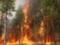 На севере Португалии вновь горят леса