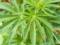 В Польше легализовали продажу медицинской марихуаны