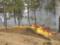 In the Kherson region, a fire was destroyed in the Kostogryzovsky forestry