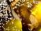 Находка на миллионы: рок-музыкант Элис Купер отыскал в кладовке дорогую картину