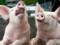 В Украине сократилось производство свинины