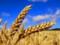 Украинские аграрии уже собрали 37 миллионов тонн зерна