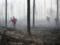 Fire in the territory of Polessky Nature Reserve in Zhytomyr region is liquidated