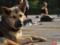 In Yekaterinburg appeared a collective of dancing dogs