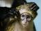 В Екатеринбургском зоопарке откроют детский сад для потомства обезьян