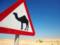In Kazakhstan, after a clash of a jeep with camels killed five people