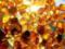 At the airport, customs officers detained a shipment of amber in 12 kg