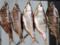 На Харьковщине изъяли почти 2 тонны некачественной рыбы