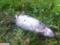 In Nizhny Tagil, rats and stench from the apartment of the deceased man interfere with the normal life of its neighbors in the h