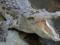 78 крокодилов совершили дерзкий побег из китайского зоопарка